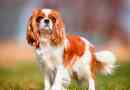 King charles spaniel - cechy rasy